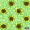 4209 – Girassol_verde