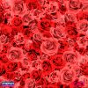 6069—floral-vermelho-2