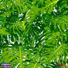 5064—SEM-FUNDO2_